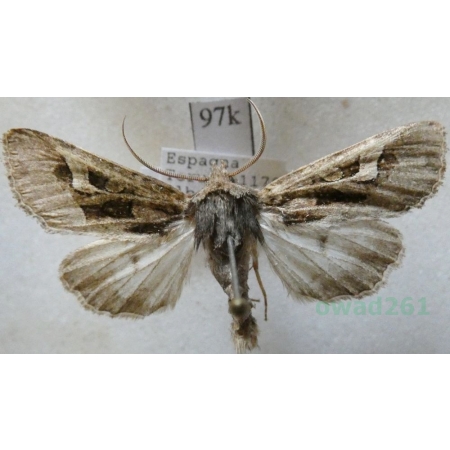 Trigonophora jodea (Herrich-Schäffer, 1850) Spain97k